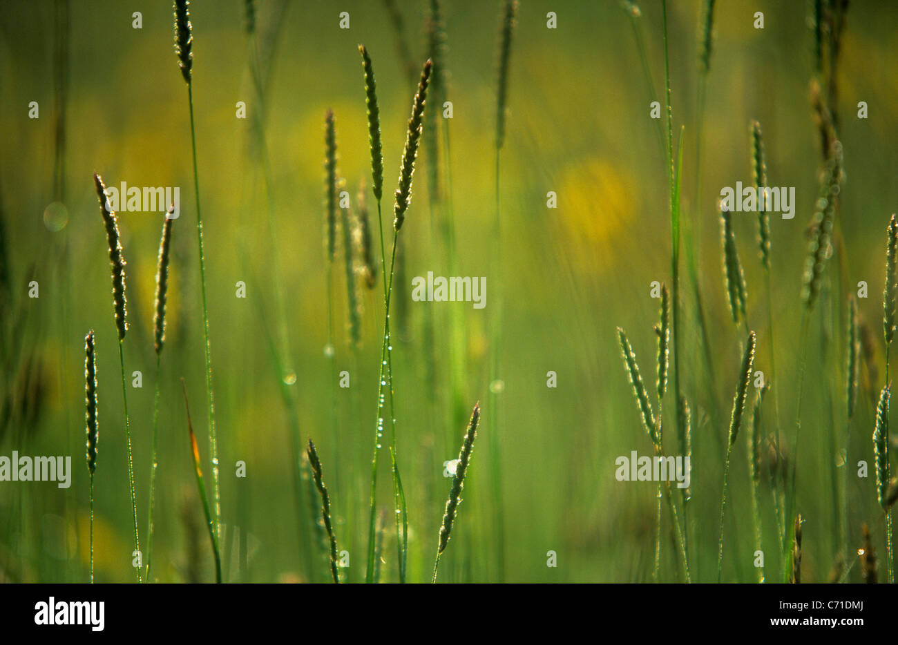 Long green grass seed stems in field Stock Photo Alamy