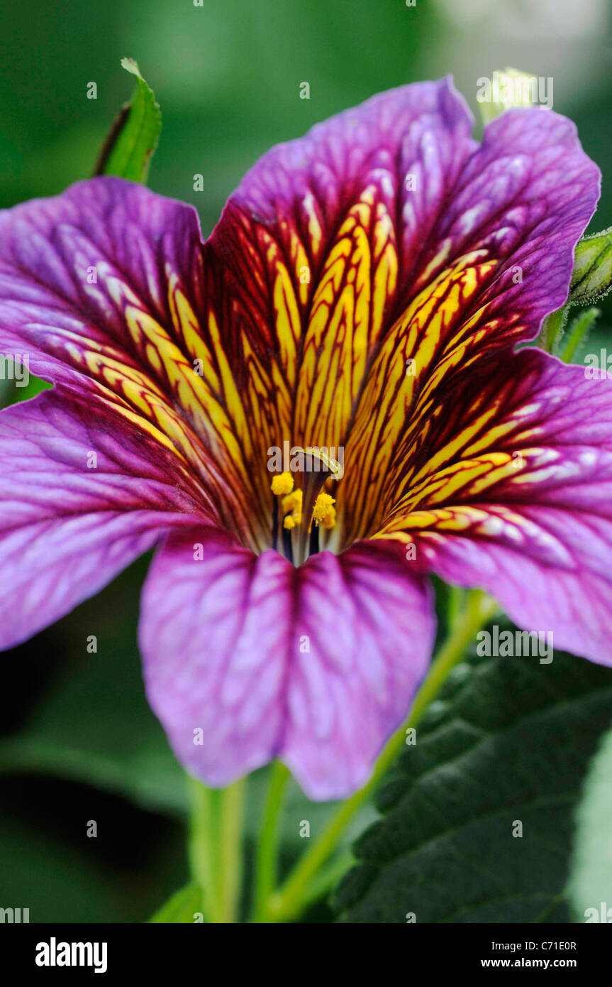 Salpiglossis sinuata Painted Tongue Pink flower and yellow stamens