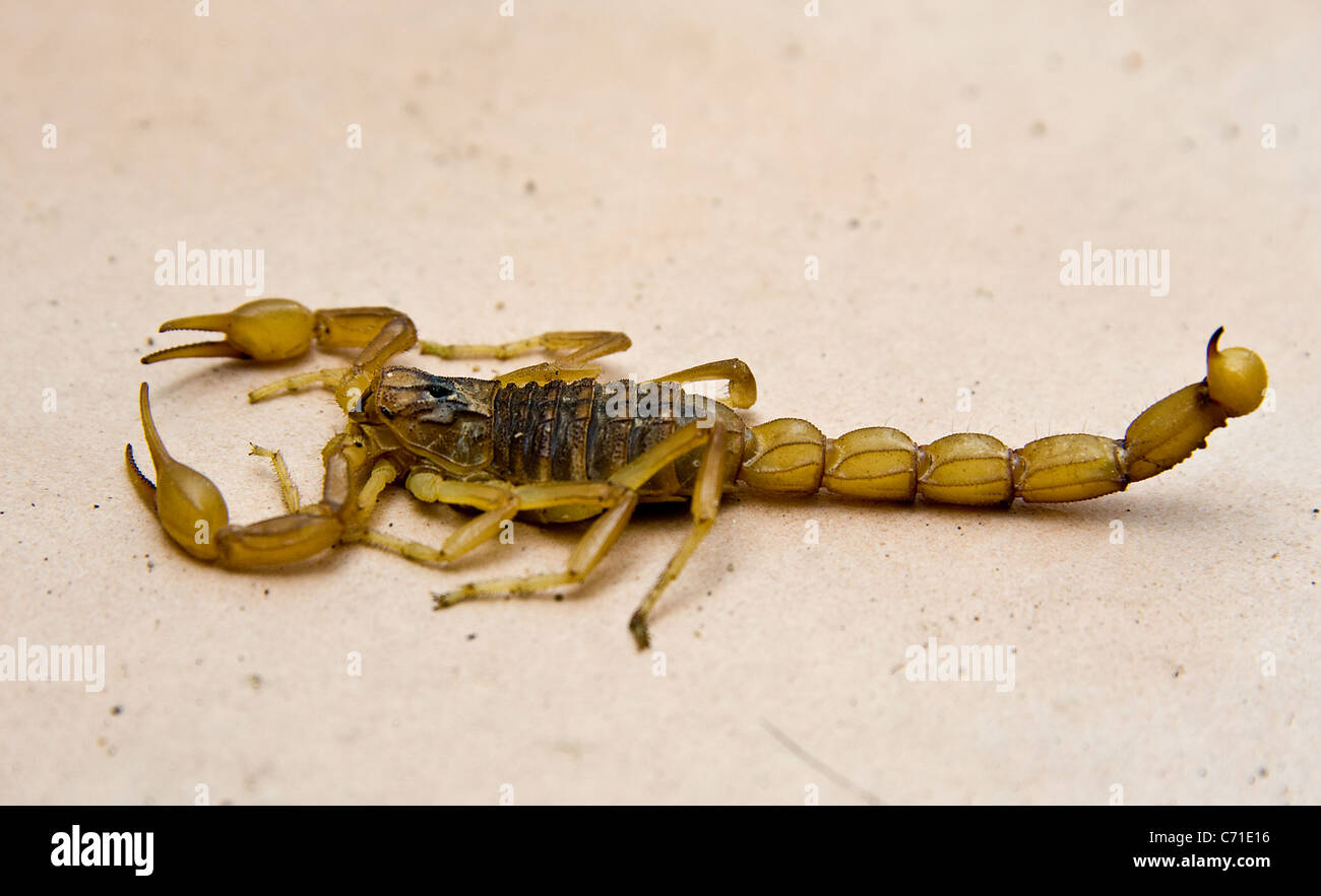 Mediterranean Scorpion (Buthus occitanus), Andalucia Stock Photo