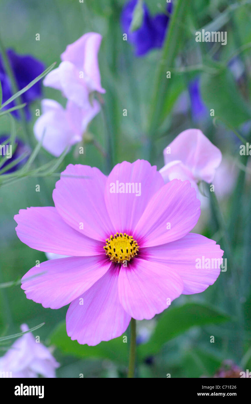 Cosmos bipinnatus Pink Cosmos flower amongst sweet pea flowers. Stock Photo