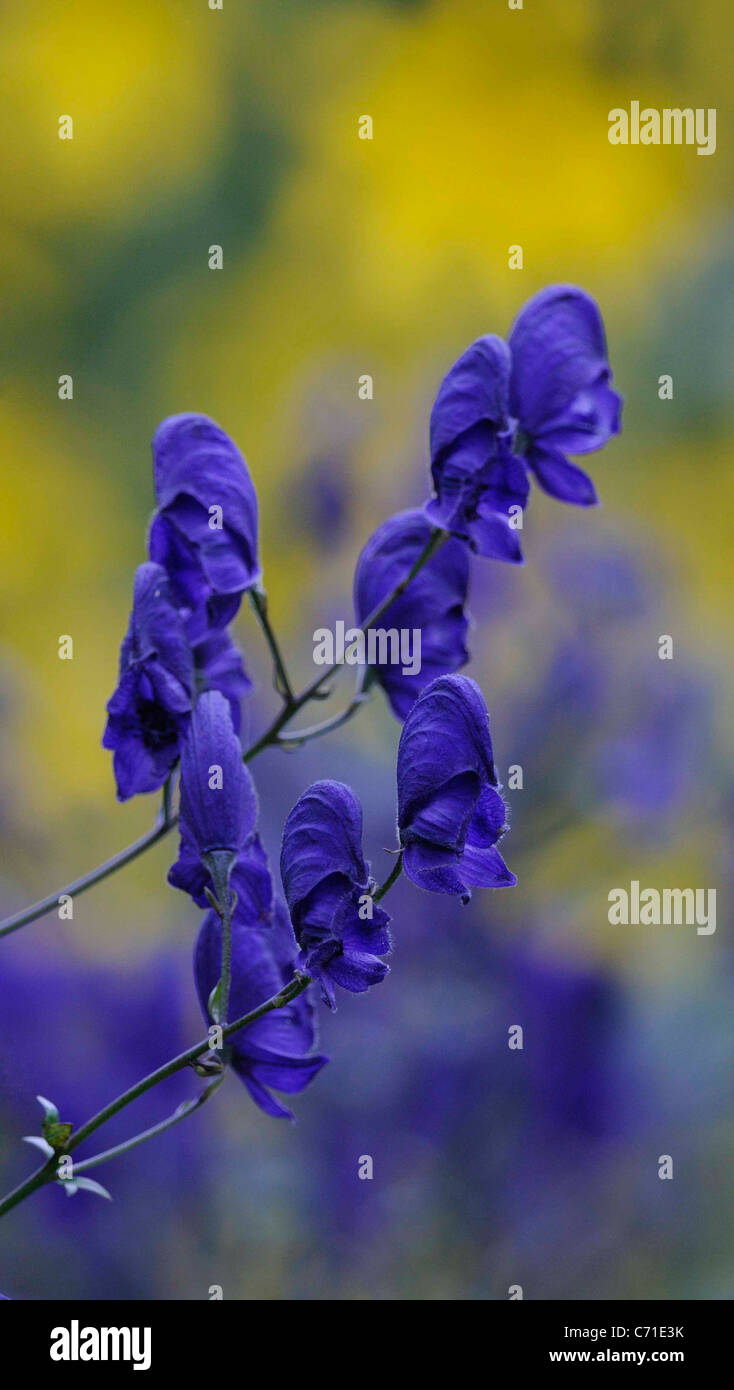Aconitum napellus Monkshood Purple blue flowers of perennial plant. Stock Photo