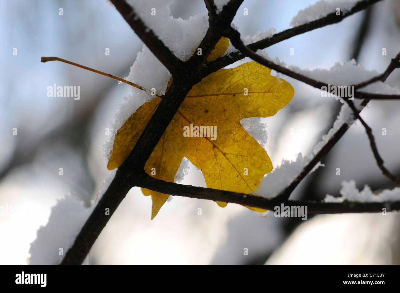 Acer campestre Field maple tree yellow leaf on branch with snow Stock ...
