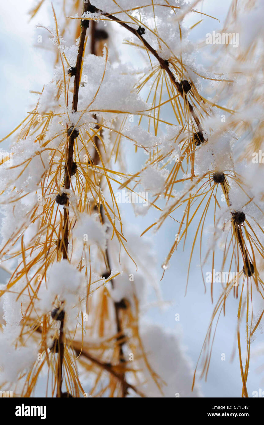 Larix decidua Larch Tree in winter with snow branch hanging down. Stock Photo