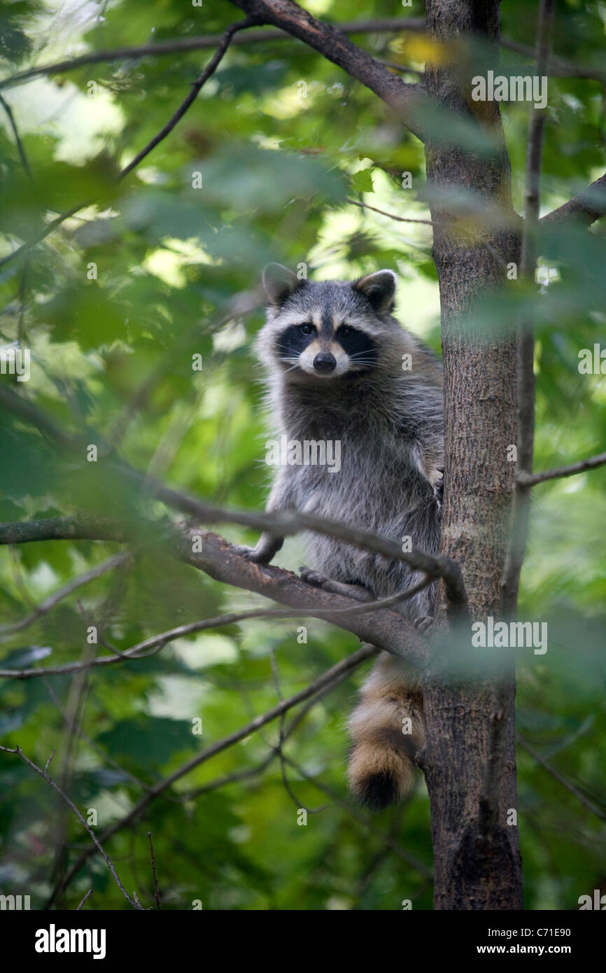 raccoon in a tree Stock Photo