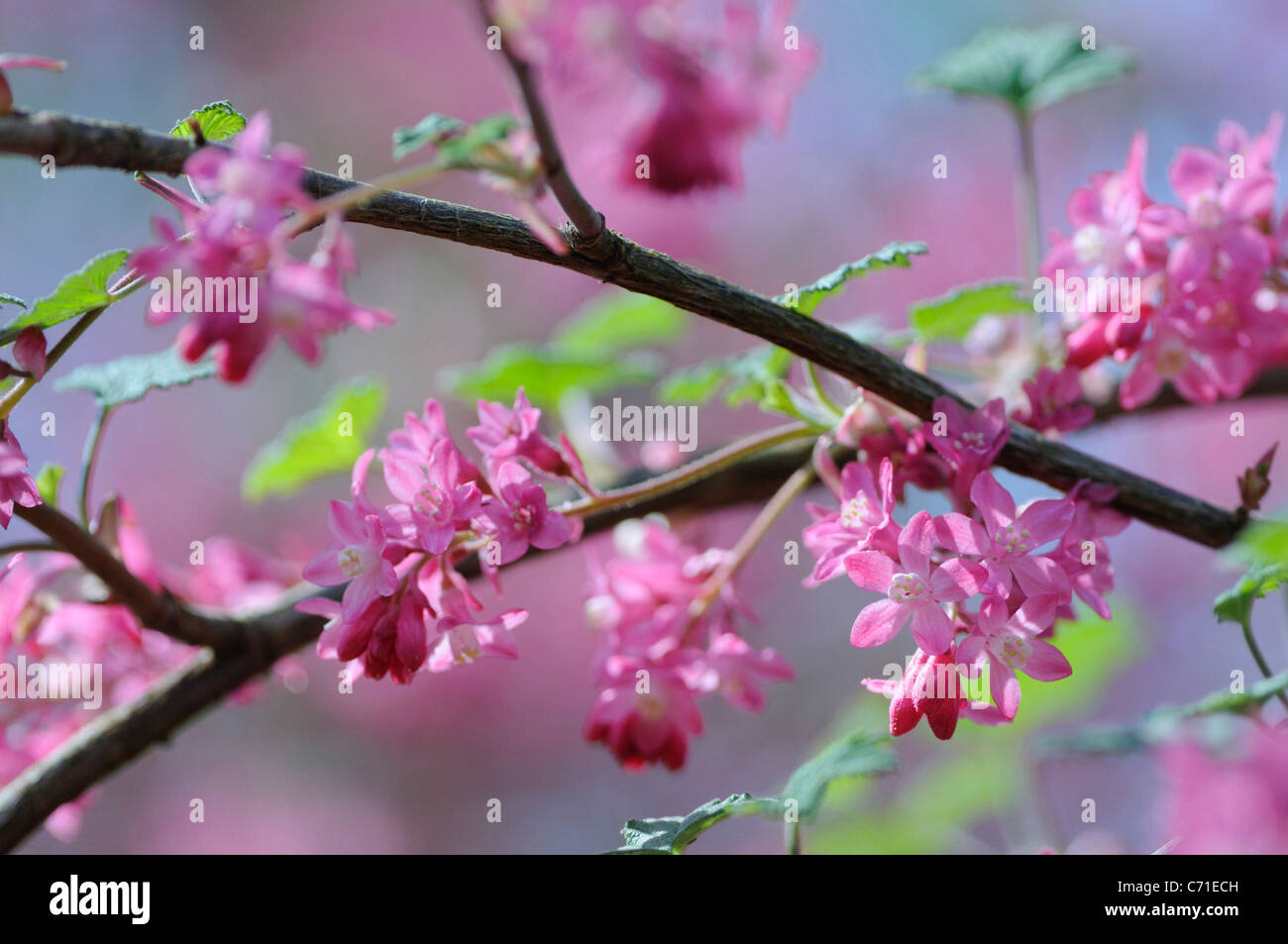 Ribes sanguineum Flowering currant in blossom with pink flowers. Stock Photo