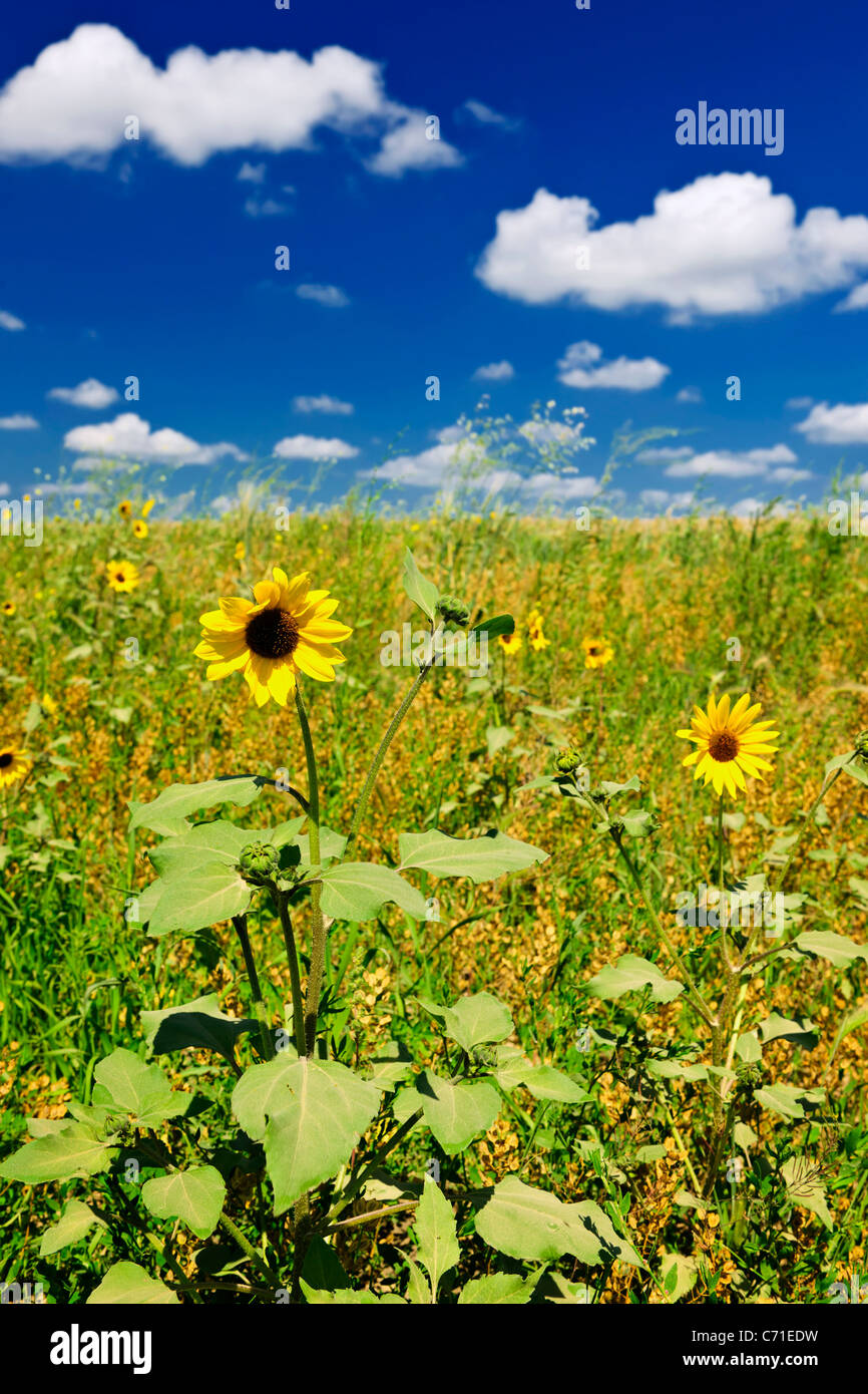 Sunflower plants growing in prairie field in Saskatchewan Canada Stock
