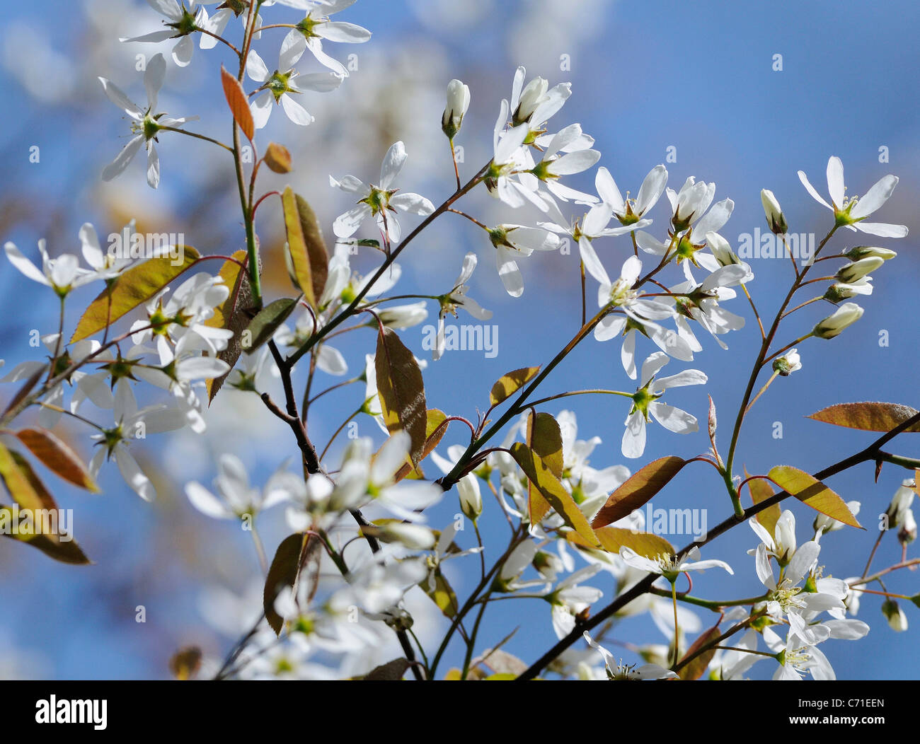 Amelanchier lamarckii Snowy mespilus White flowers on branches of deciduous tree against blue sky Stock Photo