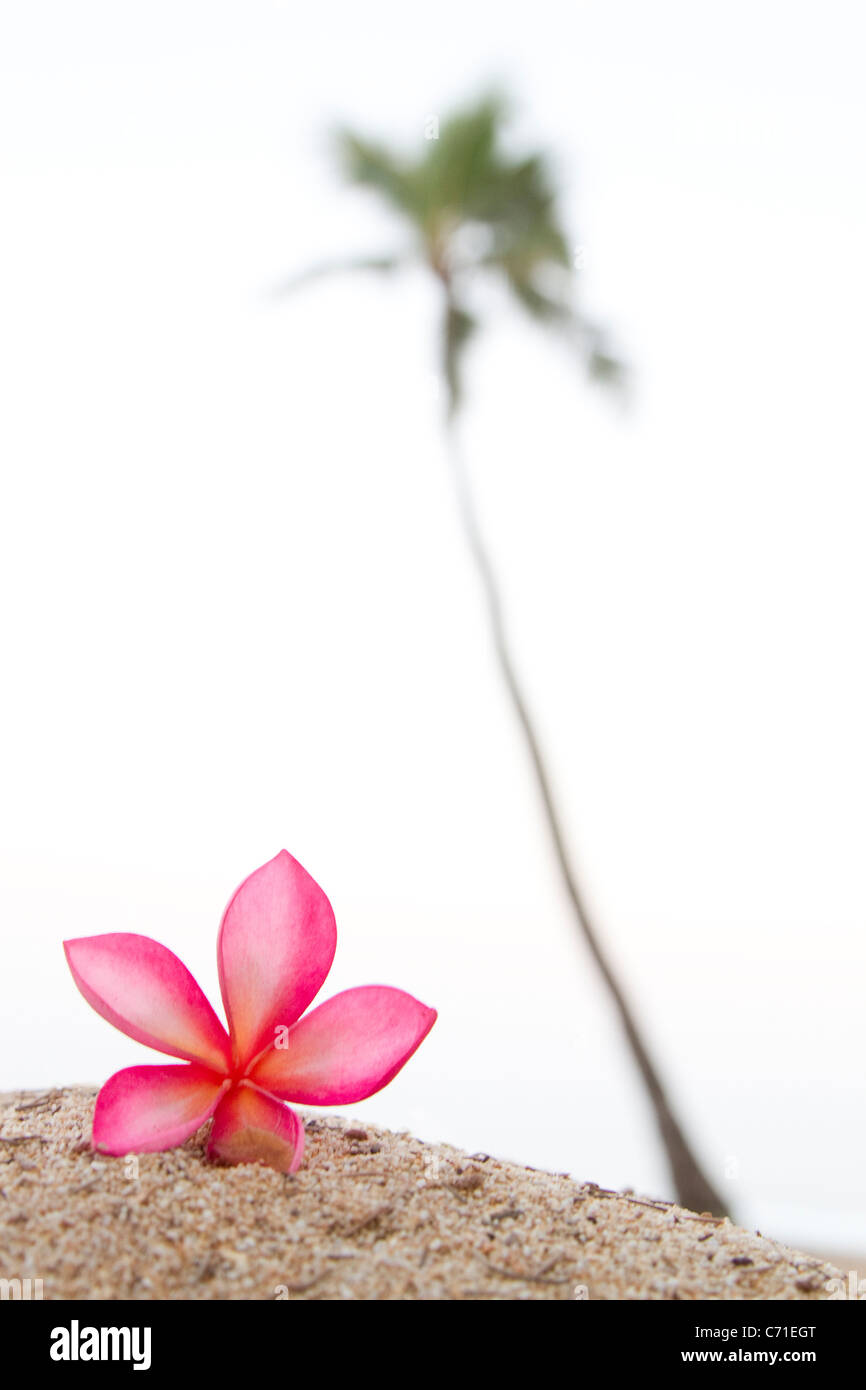 Palm tree in hawaii hires stock photography and images Alamy
