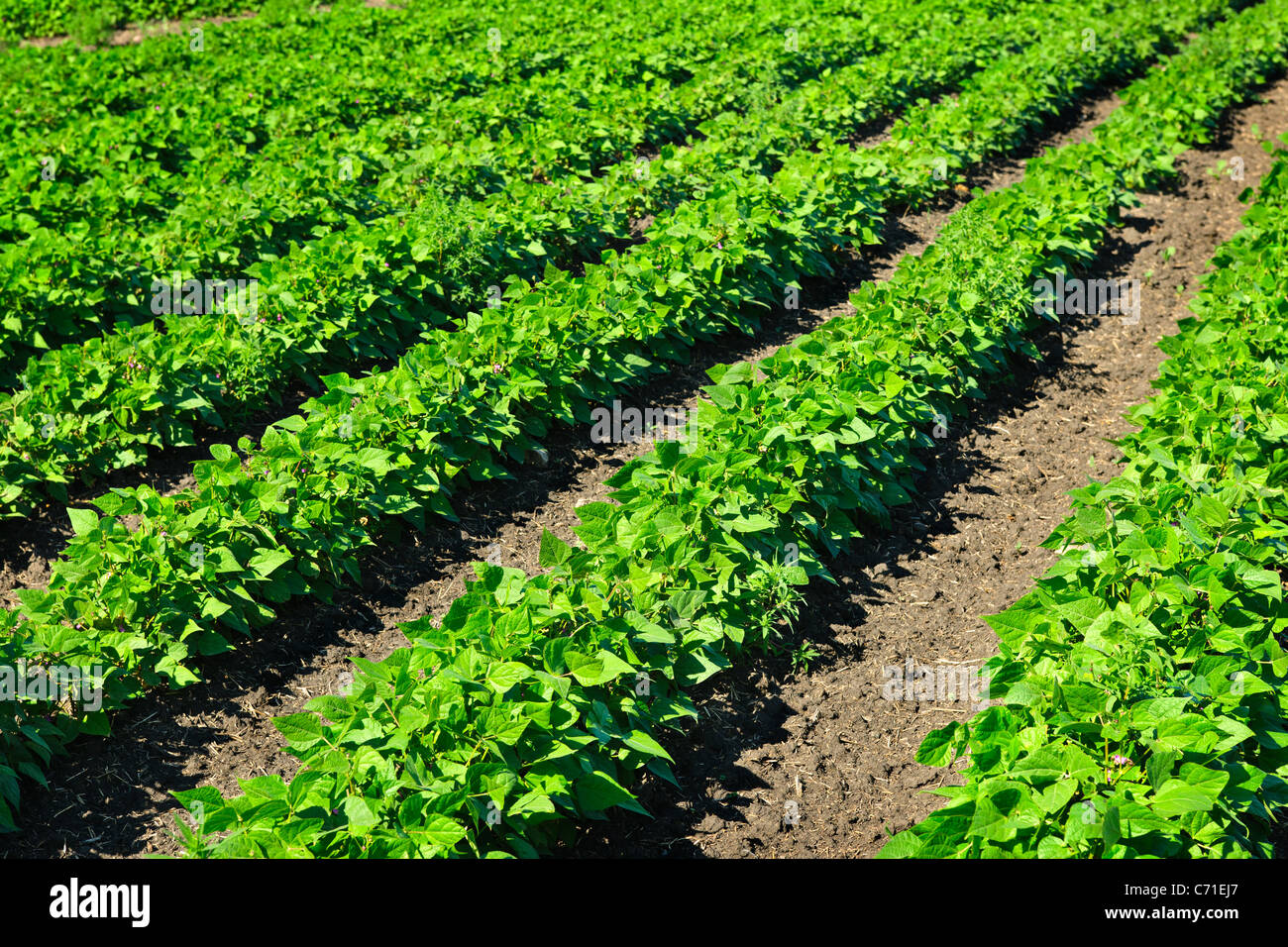Rows of soy plants in a cultivated farmers field Stock Photo