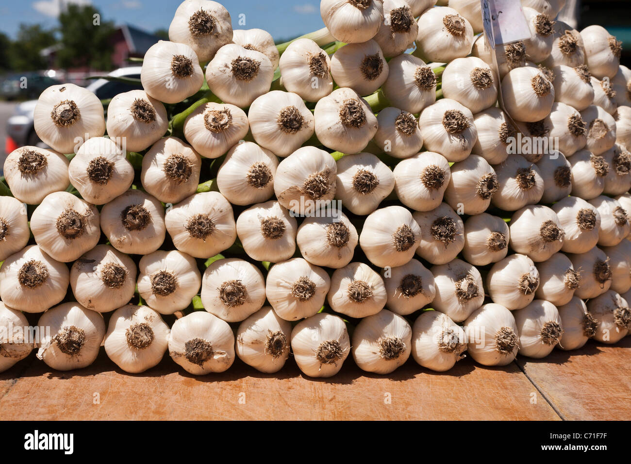 Stacked Garlic Bulbs at the Market. A large stack of white garlic bulbs