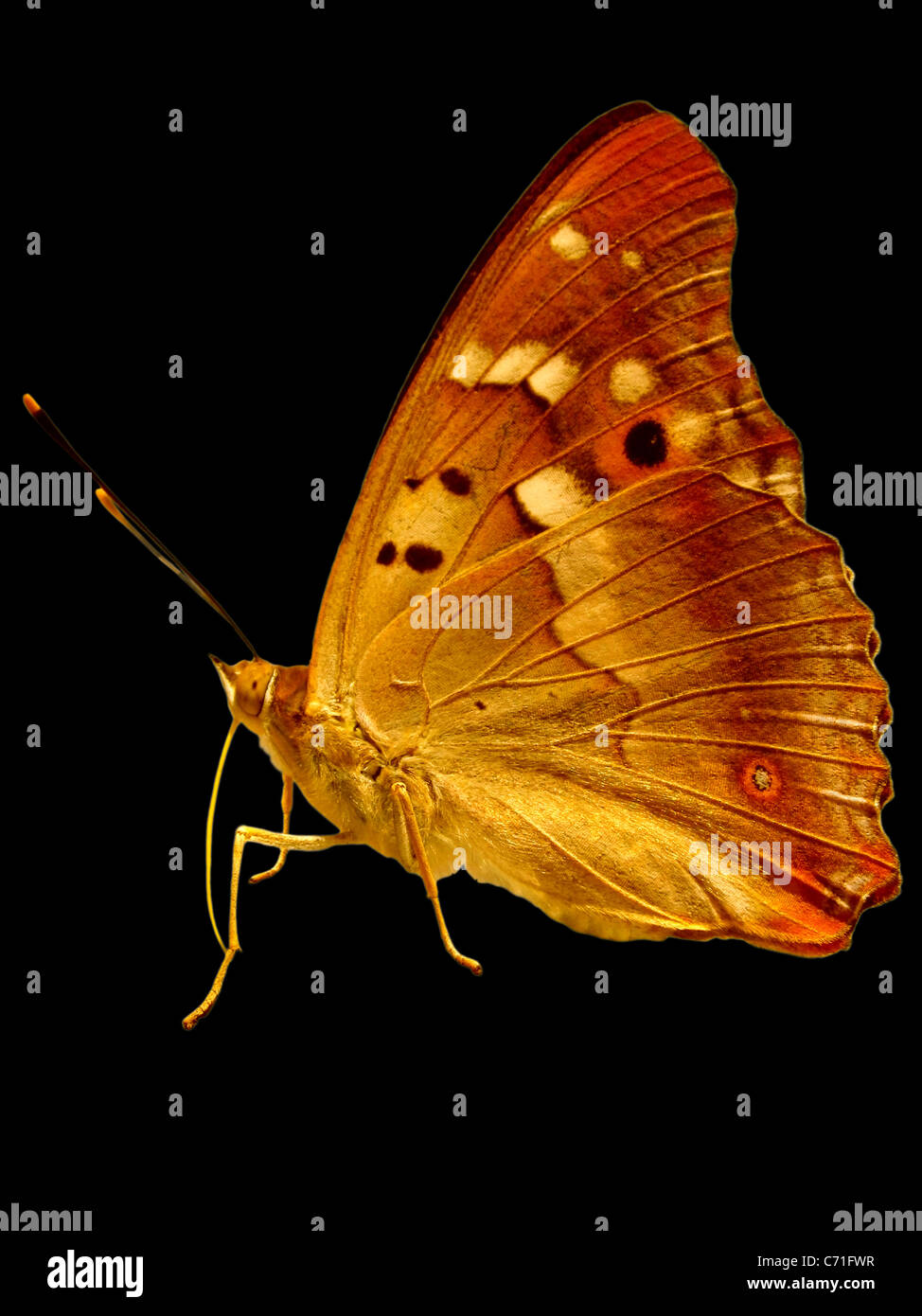 golden butterfly over black Stock Photo