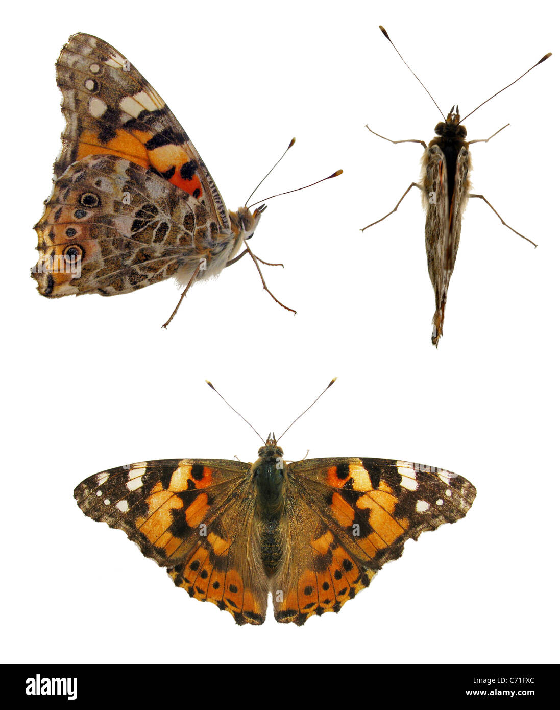 butterfly (Painted Lady) Stock Photo