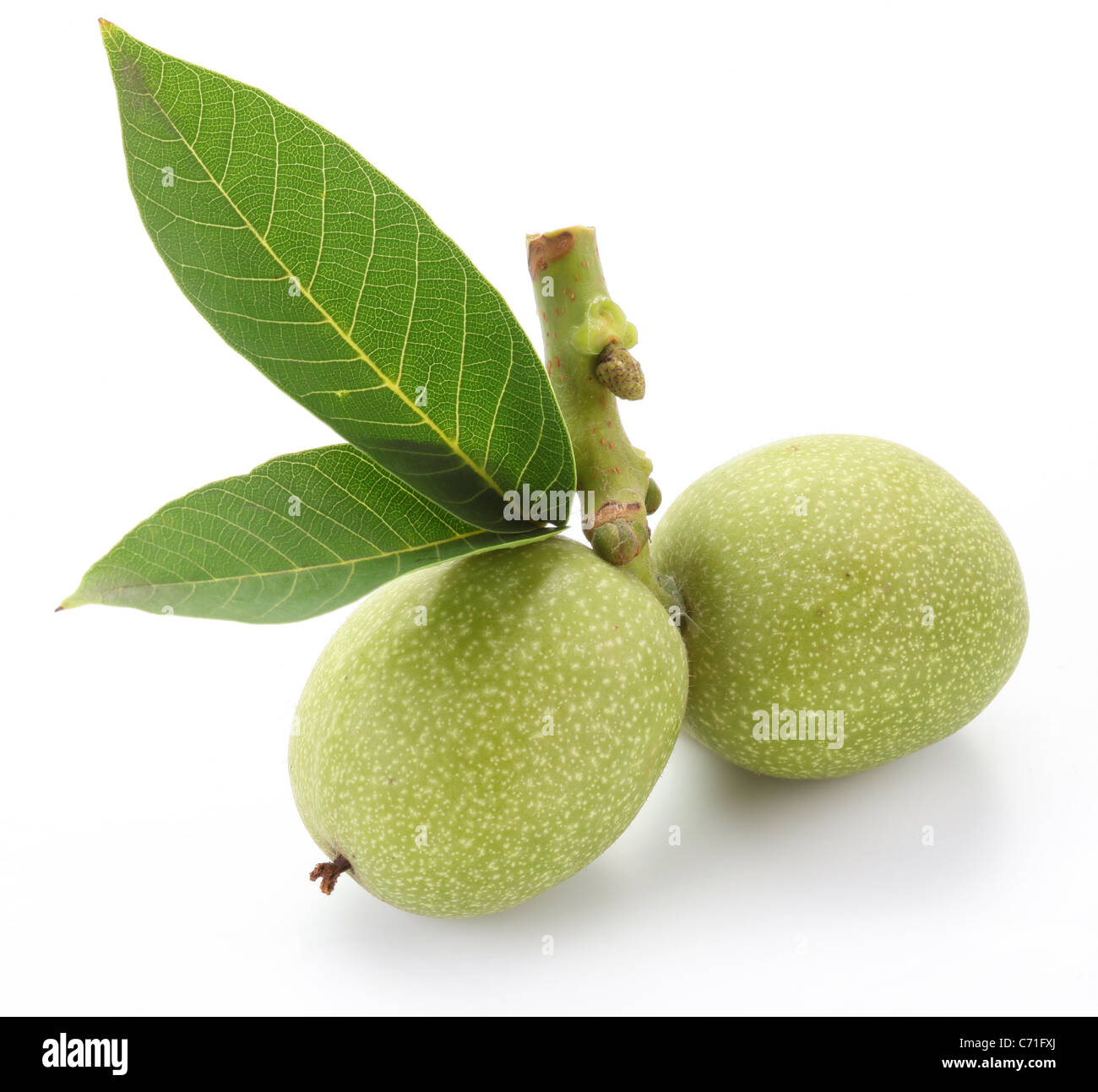 Green walnuts with leaves isolated on a white background. Stock Photo