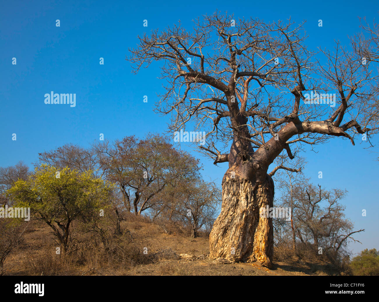 boabab tree Stock Photo