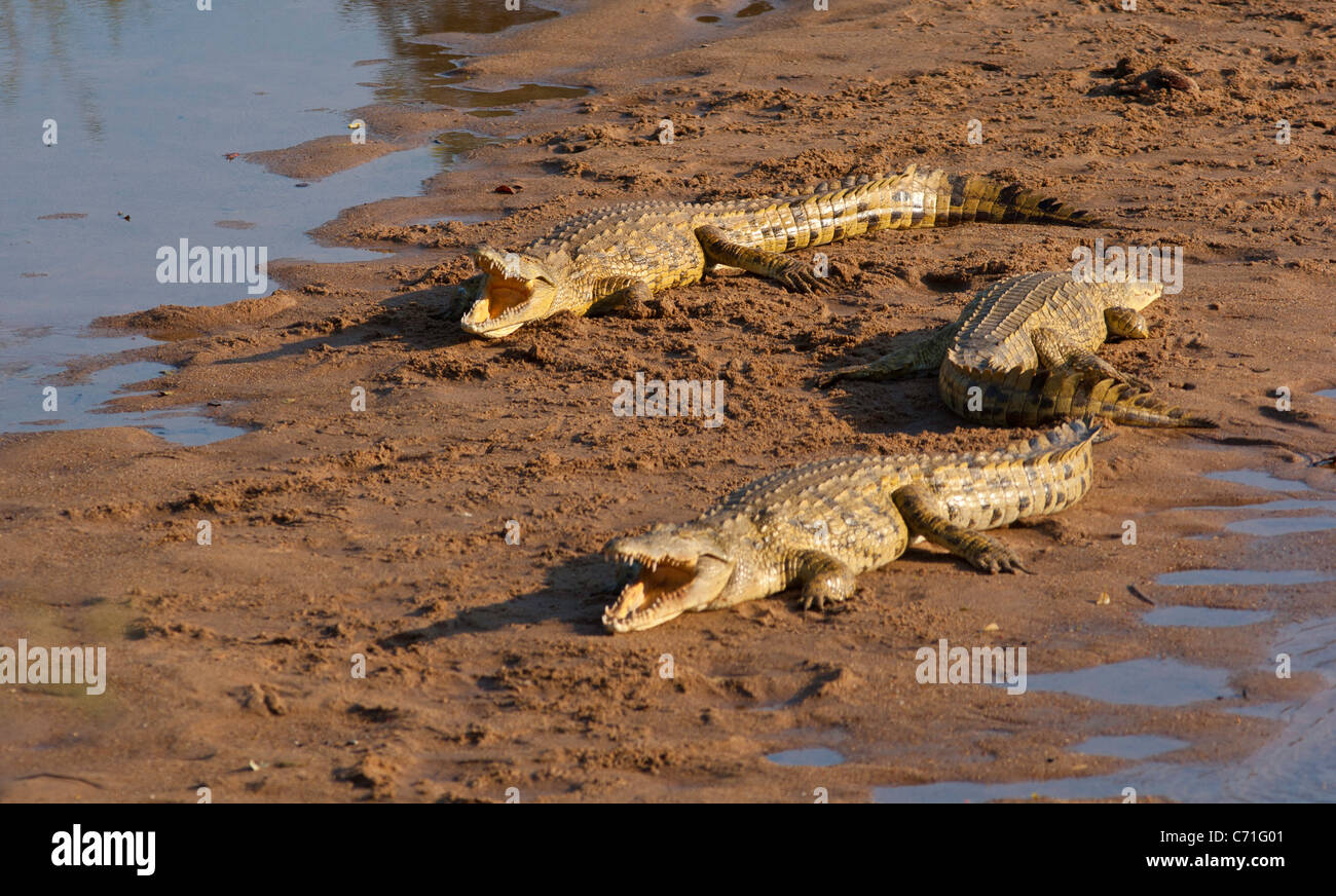crocodiles sunbathing Stock Photo