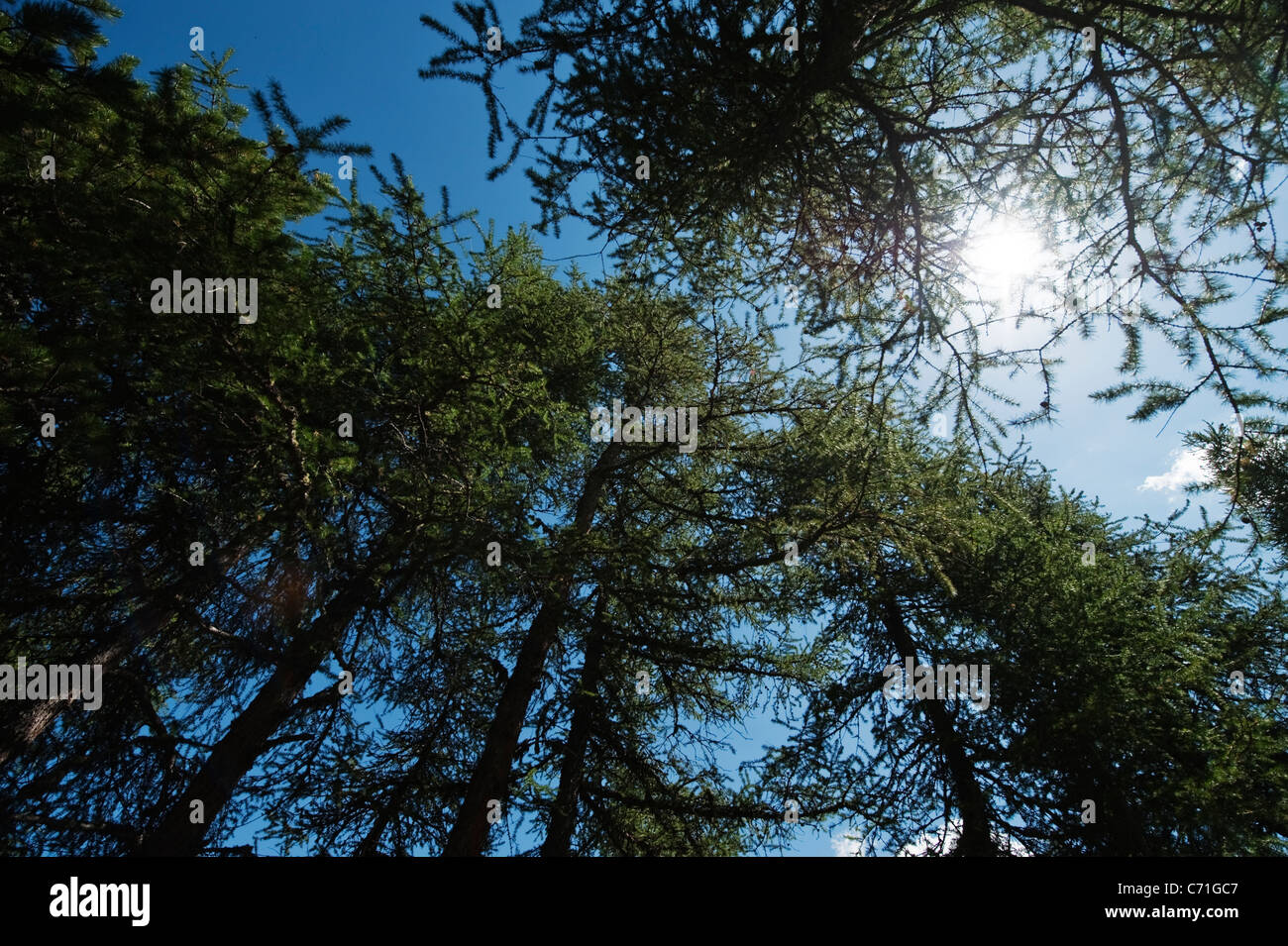 Tops of pine trees against blue sky Stock Photo - Alamy