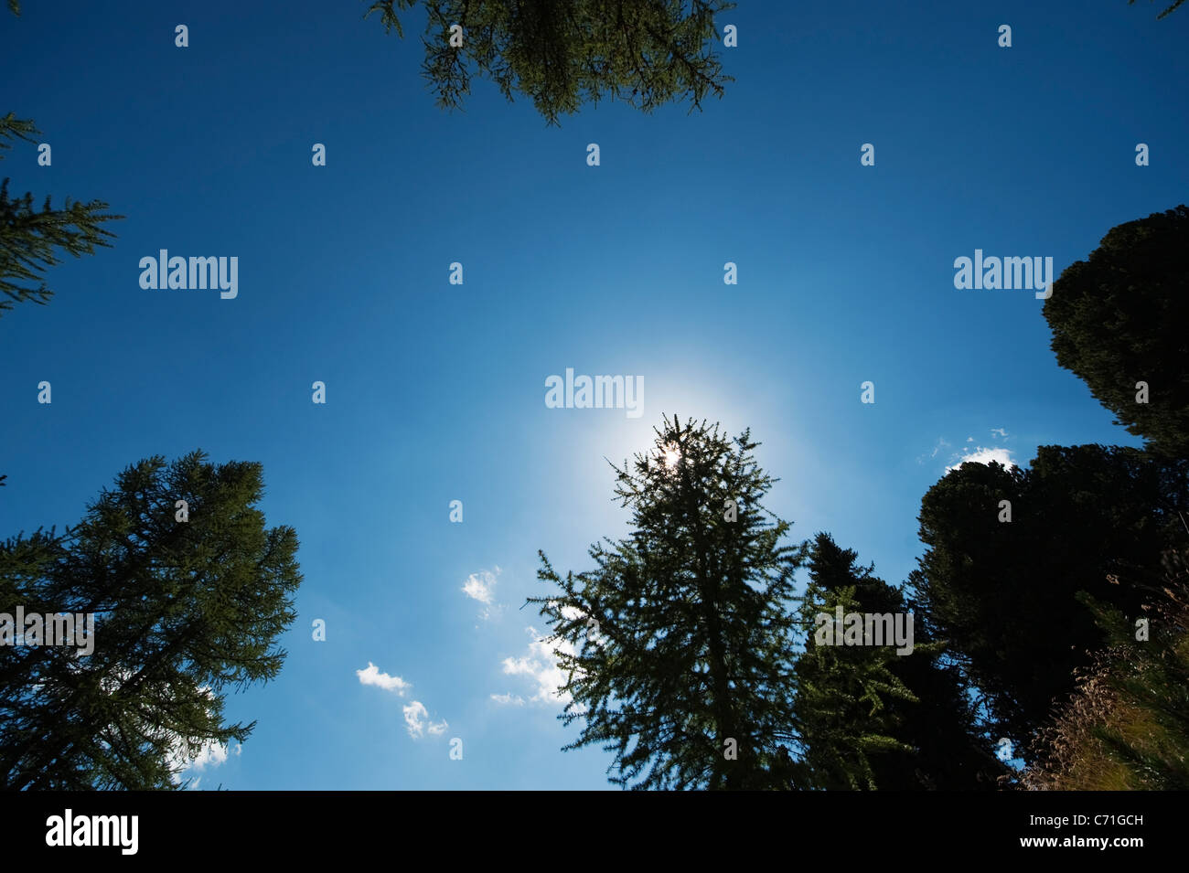 Tops of pine trees against blue sky with the sun Stock Photo - Alamy