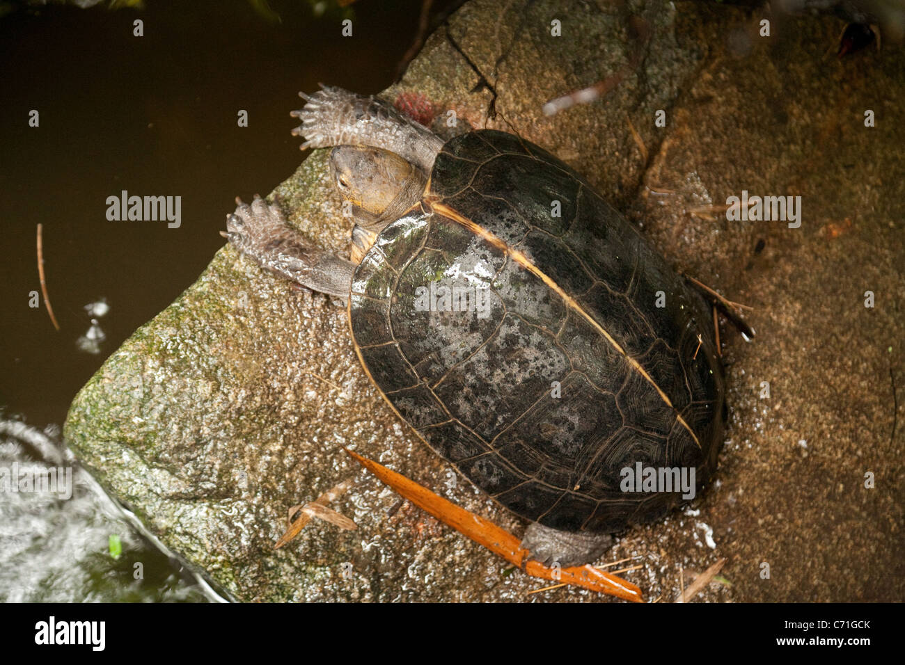 Giant Asian Pond Turtle (Heosemys grandis), Singapore Zoo, Asia Stock Photo