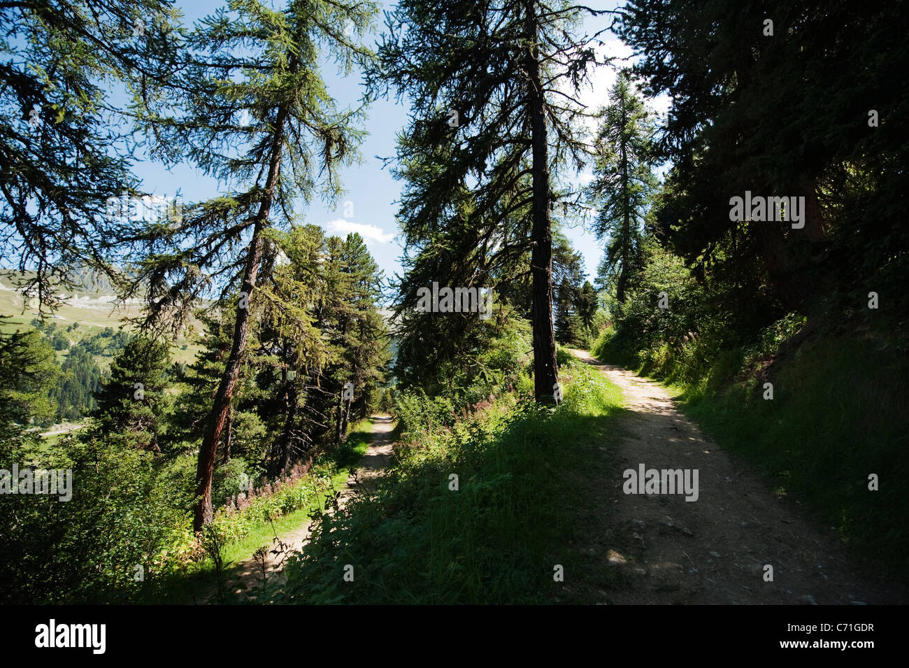Meandering path through woodland with dappled sunlight Stock Photo Alamy