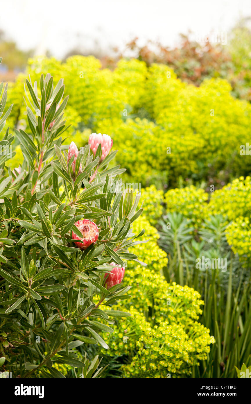 Protea bush and Euphorbia Seguieriana in flower Stock Photo