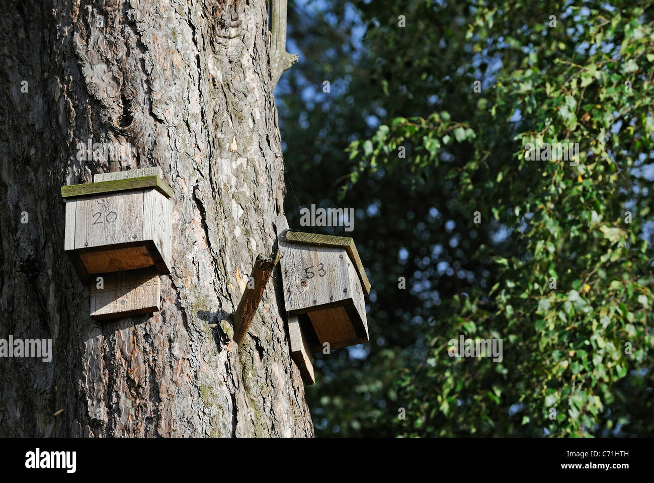 Two wooden bat boxes nailed to the trunk of a tree providing a roost for woodland bats. Stock Photo