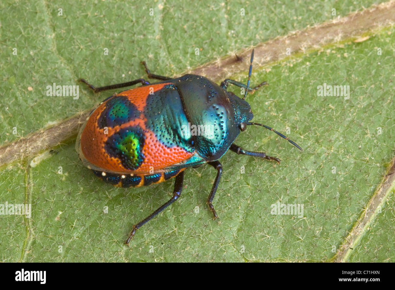 Australian jewel bug Stock Photo