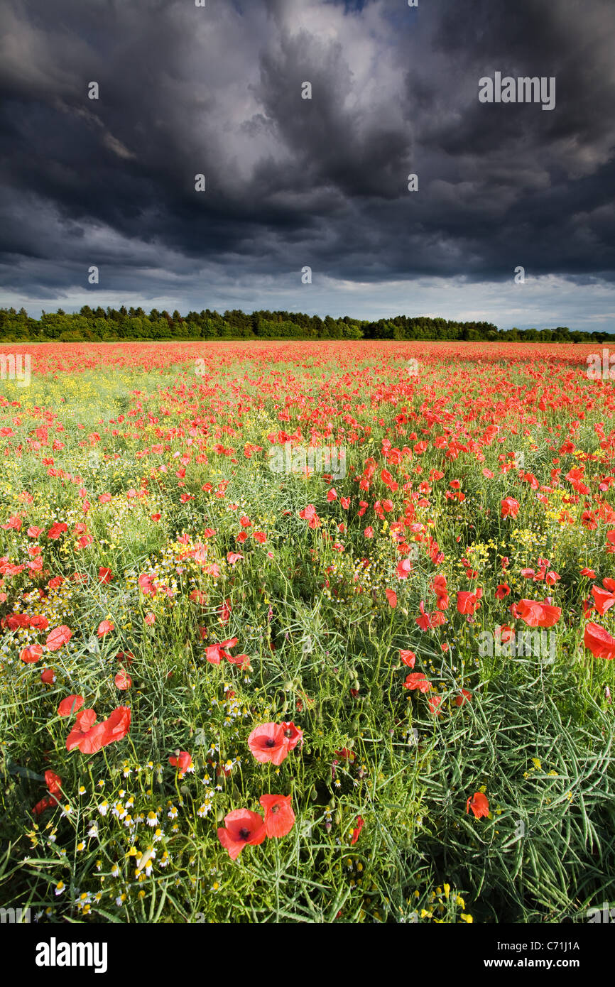 A field of poppies in the North Lincolnshire countryside on a stormy summer afternoon with dramatic dark clouds overhead Stock Photo