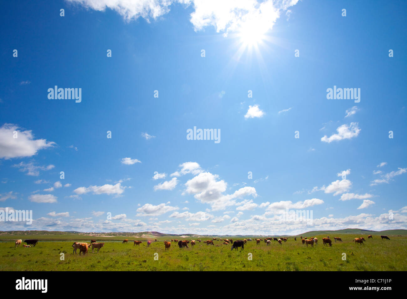 Sun shining down on a field of cattle grazing Stock Photo - Alamy