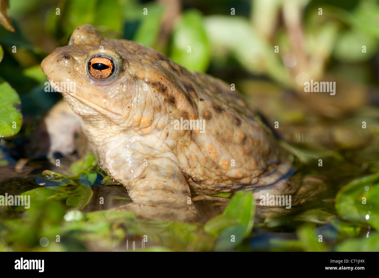 Common Toad Bufo bufo UK Stock Photo
