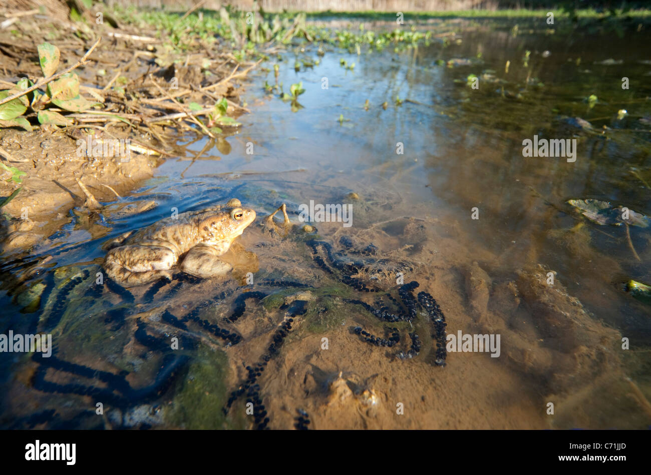 Toad spawn hi-res stock photography and images - Alamy