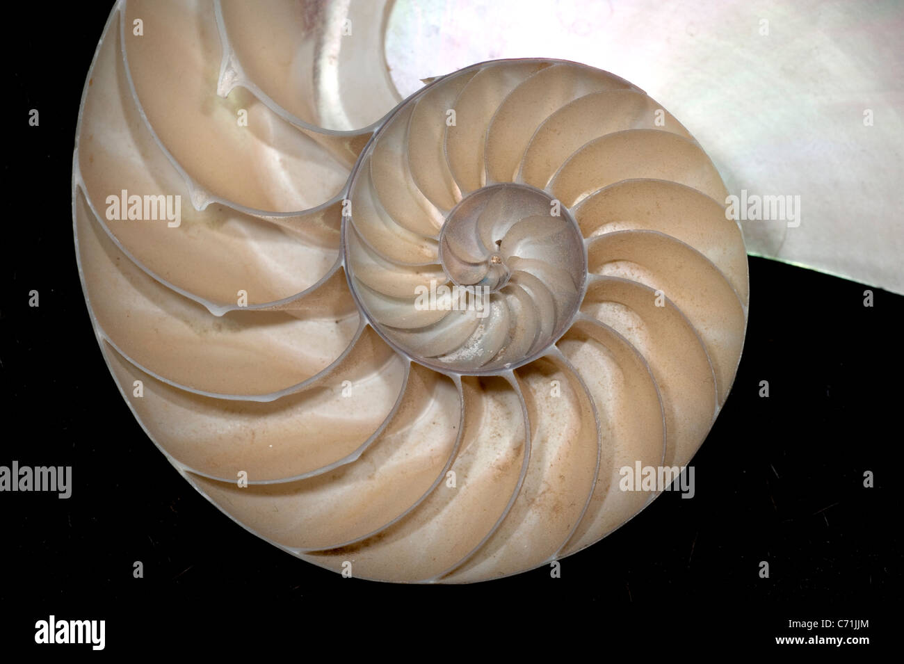Chambered Nautilus shell Stock Photo