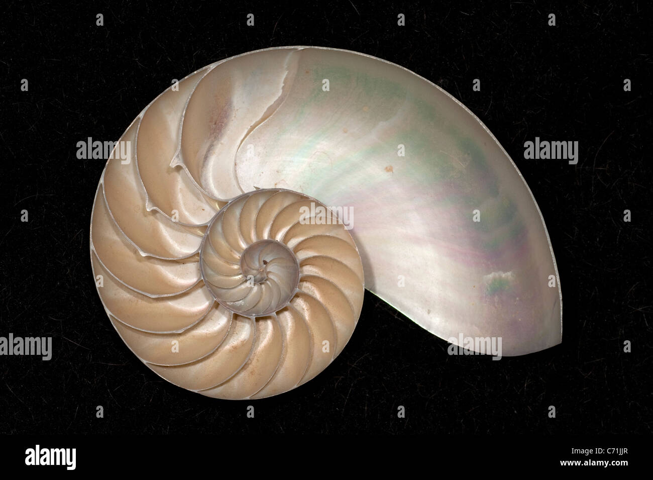 Chambered Nautilus shell Stock Photo