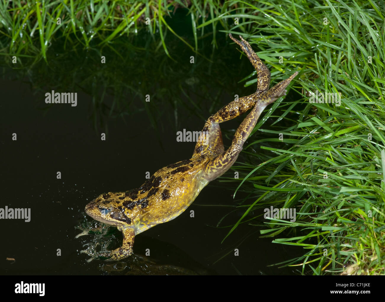 Common Frog Rana temporaria leaping into pond UK Stock Photo