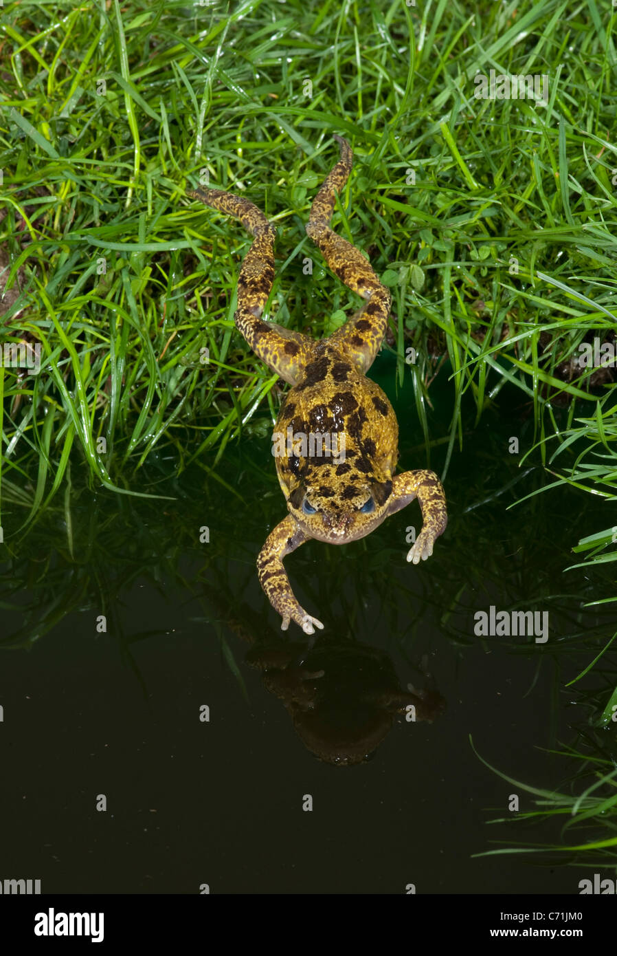 Common Frog Rana temporaria leaping into pond UK Stock Photo