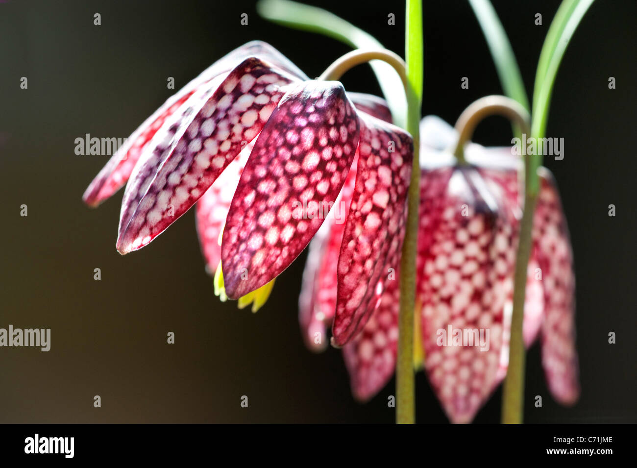 Snakes Head Fritillary Fritillaria meleagris UK Stock Photo