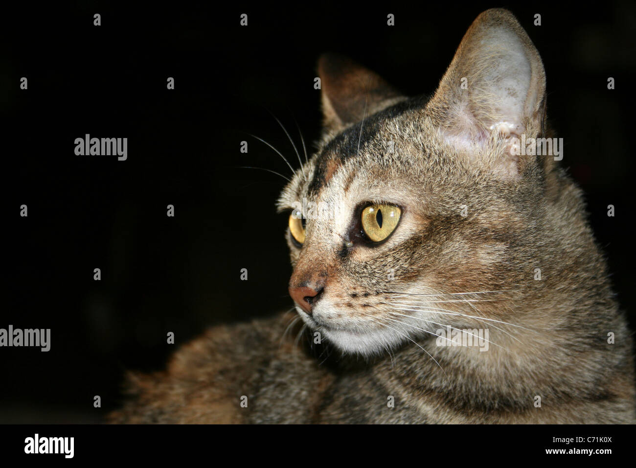 A Tabby Cat Taken in West Sumatra, Indonesia Stock Photo