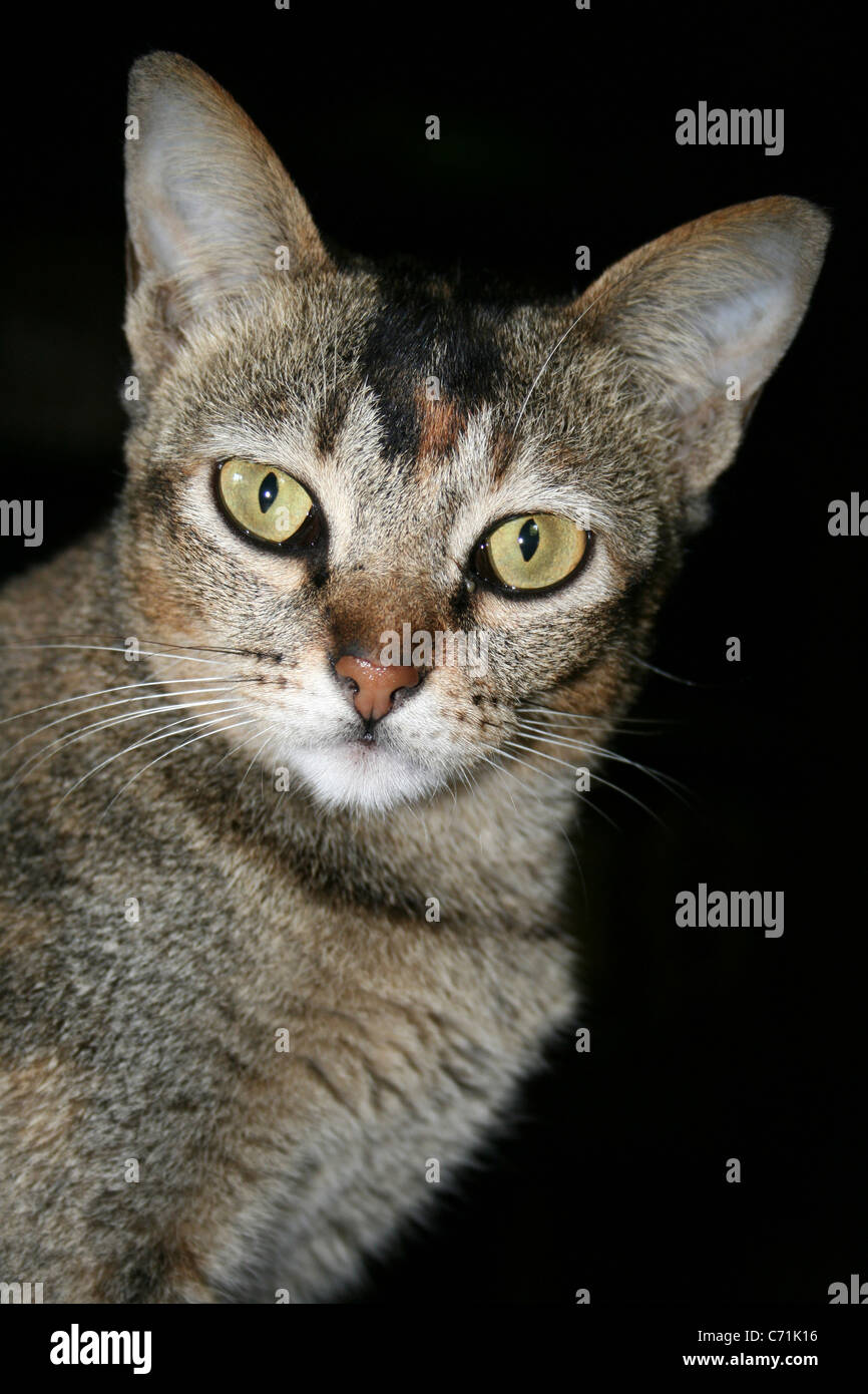 Portrait Of A Tabby Cat Taken in West Sumatra, Indonesia Stock Photo