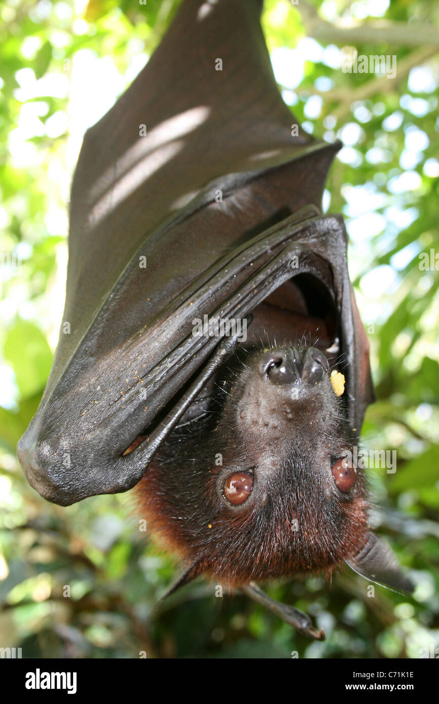 Flying fox bat face hi-res stock photography and images - Alamy