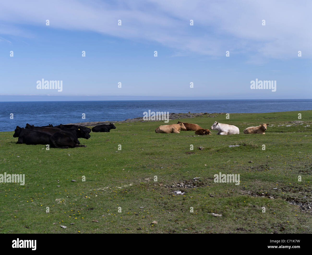 dh Mull Head PAPA WESTRAY ORKNEY Cattle sitting on seacliff grassland pasture livestock herd beef uk cows Stock Photo