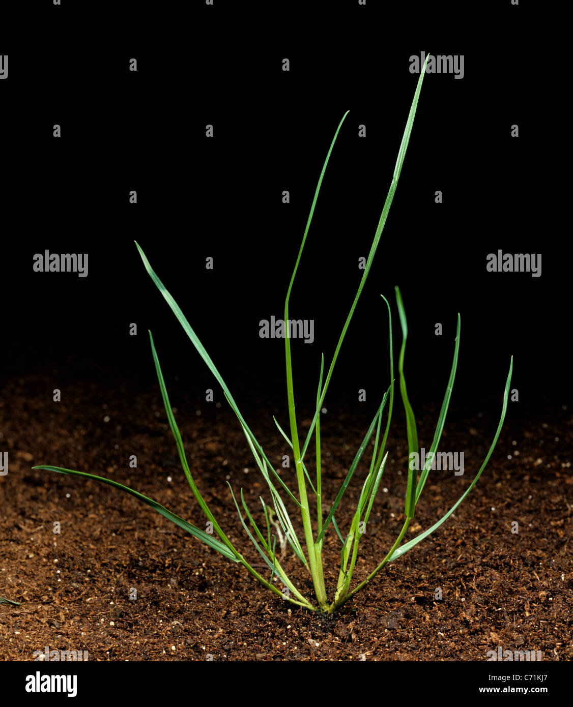 Silky bent (Apera spica-venti) young tillering plant Stock Photo