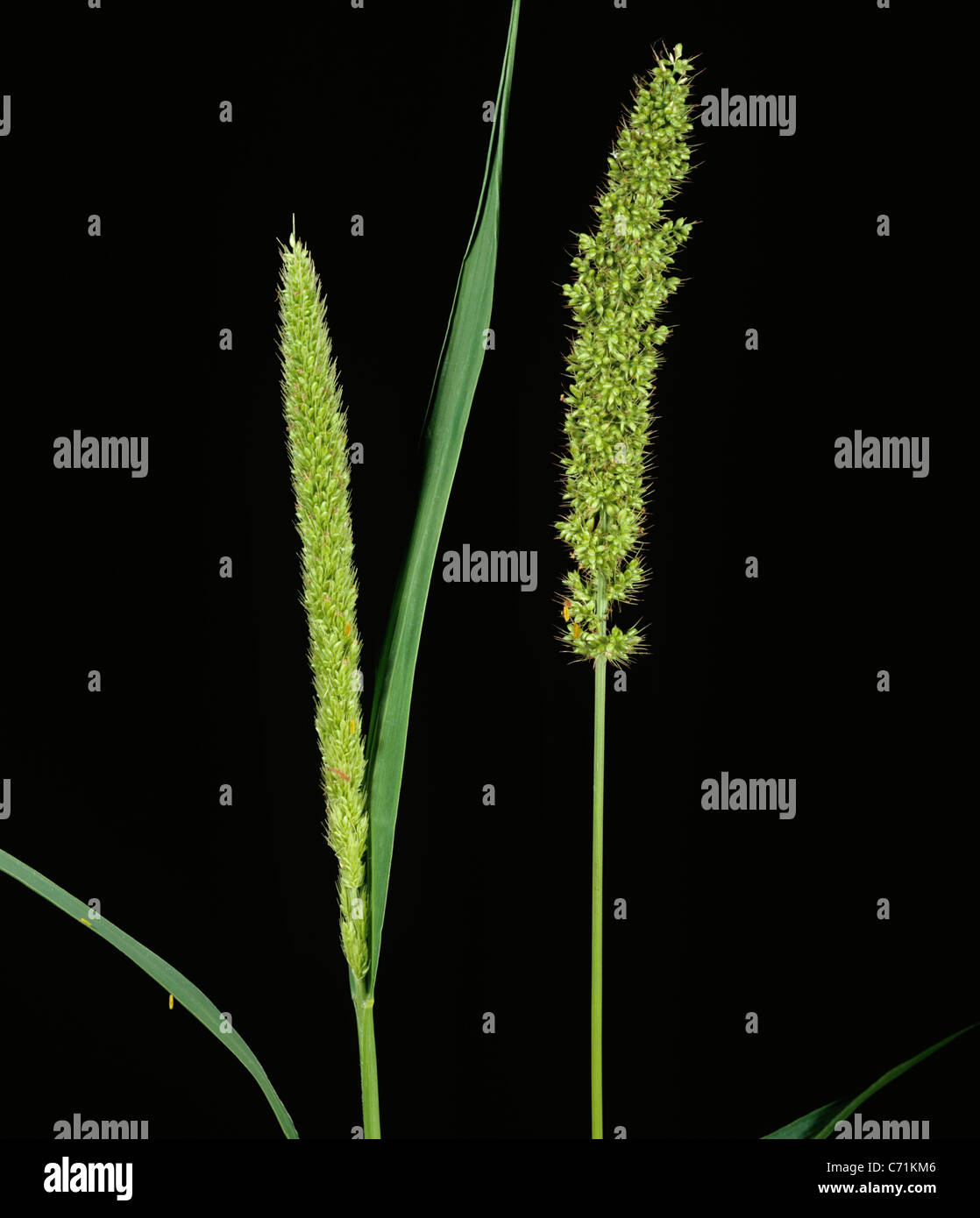 Rough or Bur Bristle-grass (Setaria verticillata) flower spikes Stock Photo