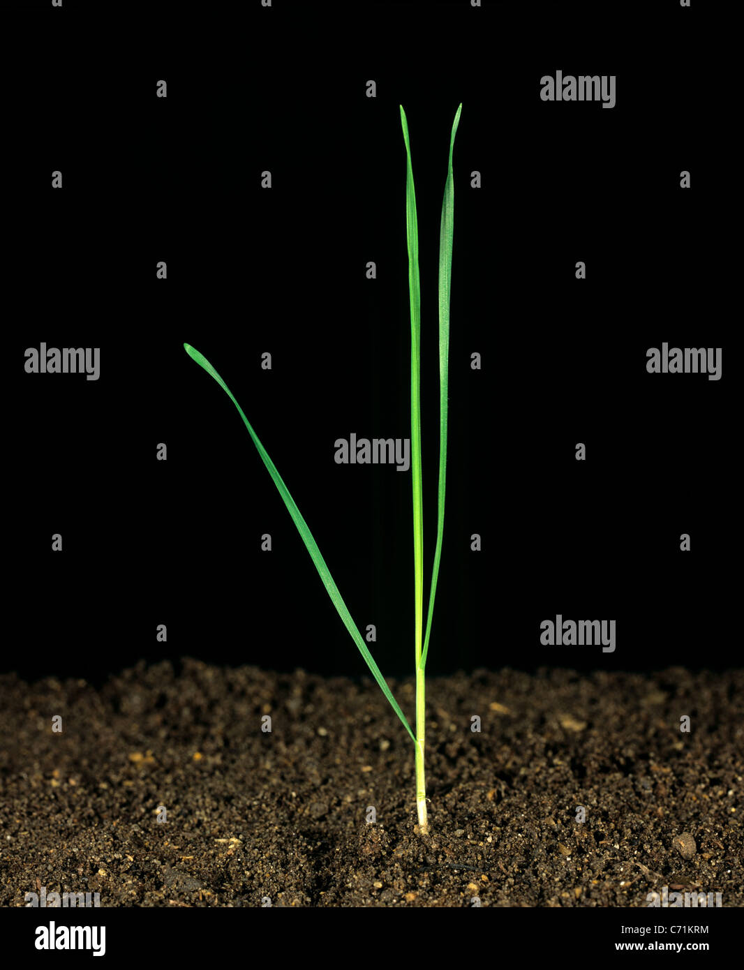 False oat or onion couch (Arrhenatherum elatius) seedling plant with three leaves Stock Photo