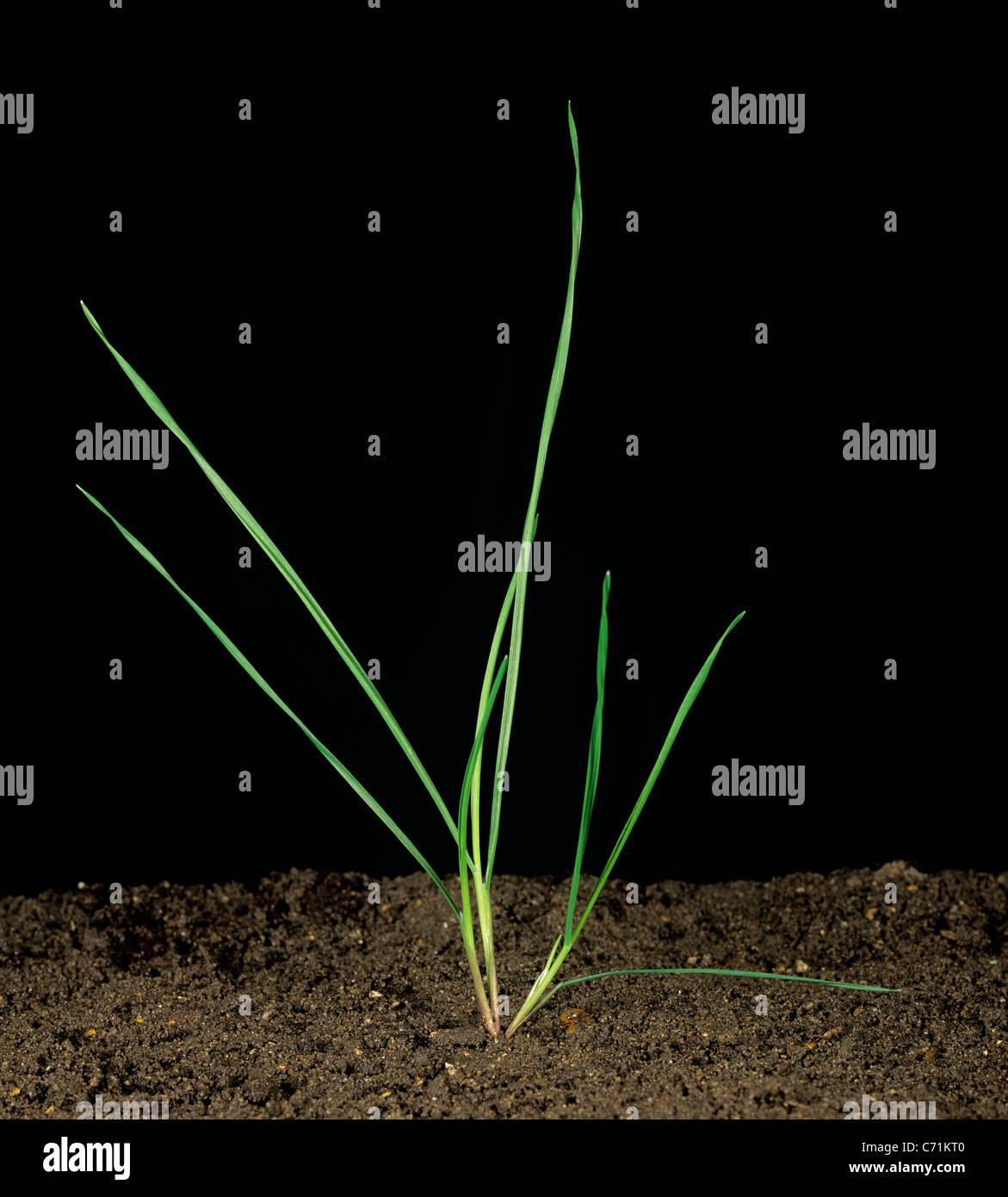 Blackgrass (Alopecurus myosuroides) seedling with two young tillers Stock Photo