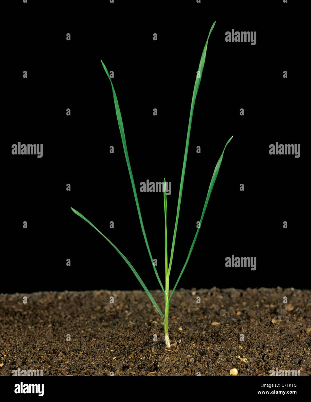 Onion weed hi-res stock photography and images - Alamy