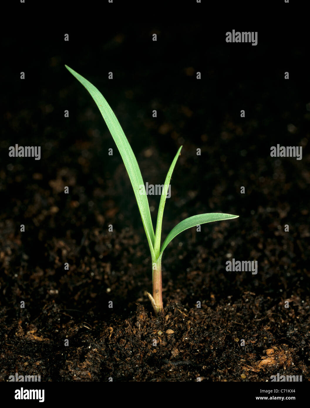 Mossmon rivergrass (Cenchrus echinatus) seedling Stock Photo