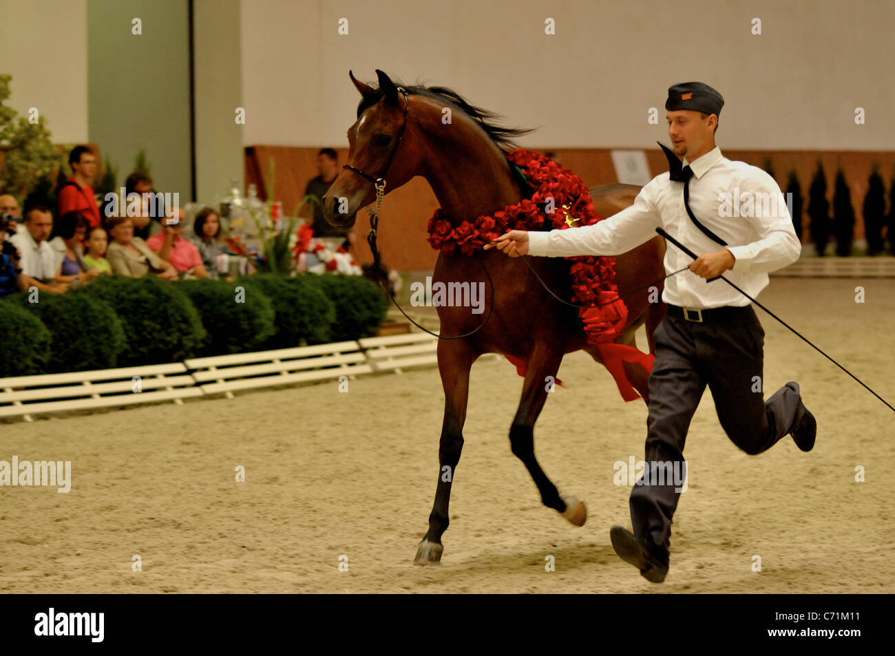 Arabian horse show and Breeding Parade Michalow Stock Photo Alamy