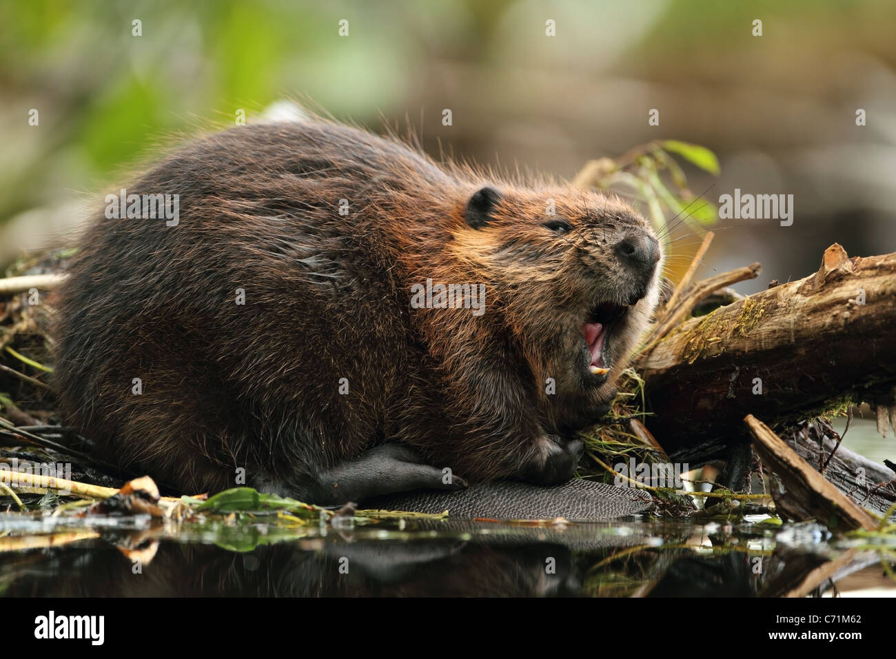 Beaver pelt canada hires stock photography and images Alamy