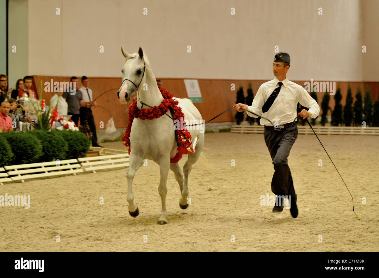 Arabian horse show and Breeding Parade -  Michalow Stock Photo