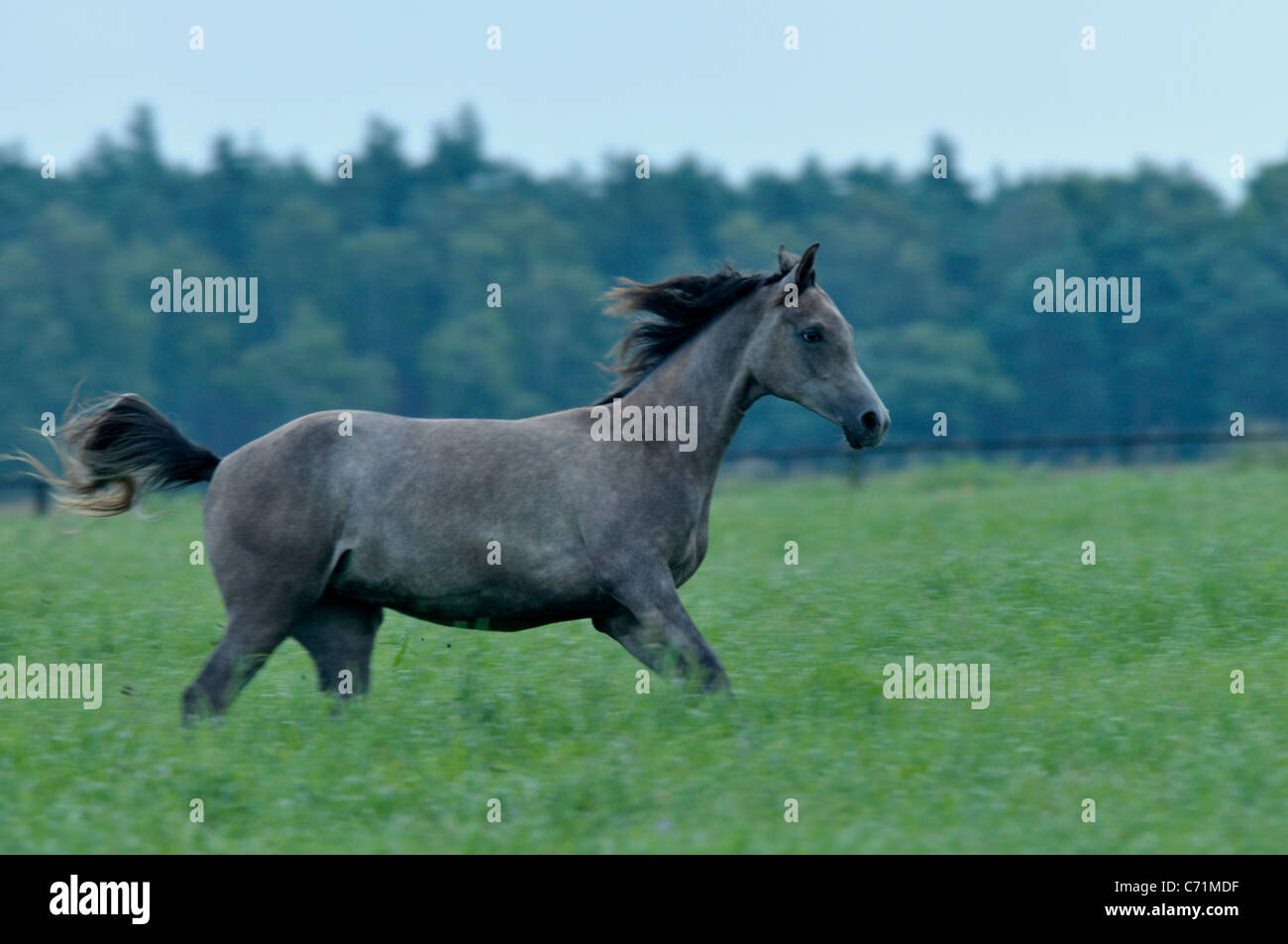 Young mare having a good time at the pasture at the horse farm. Stock Photo