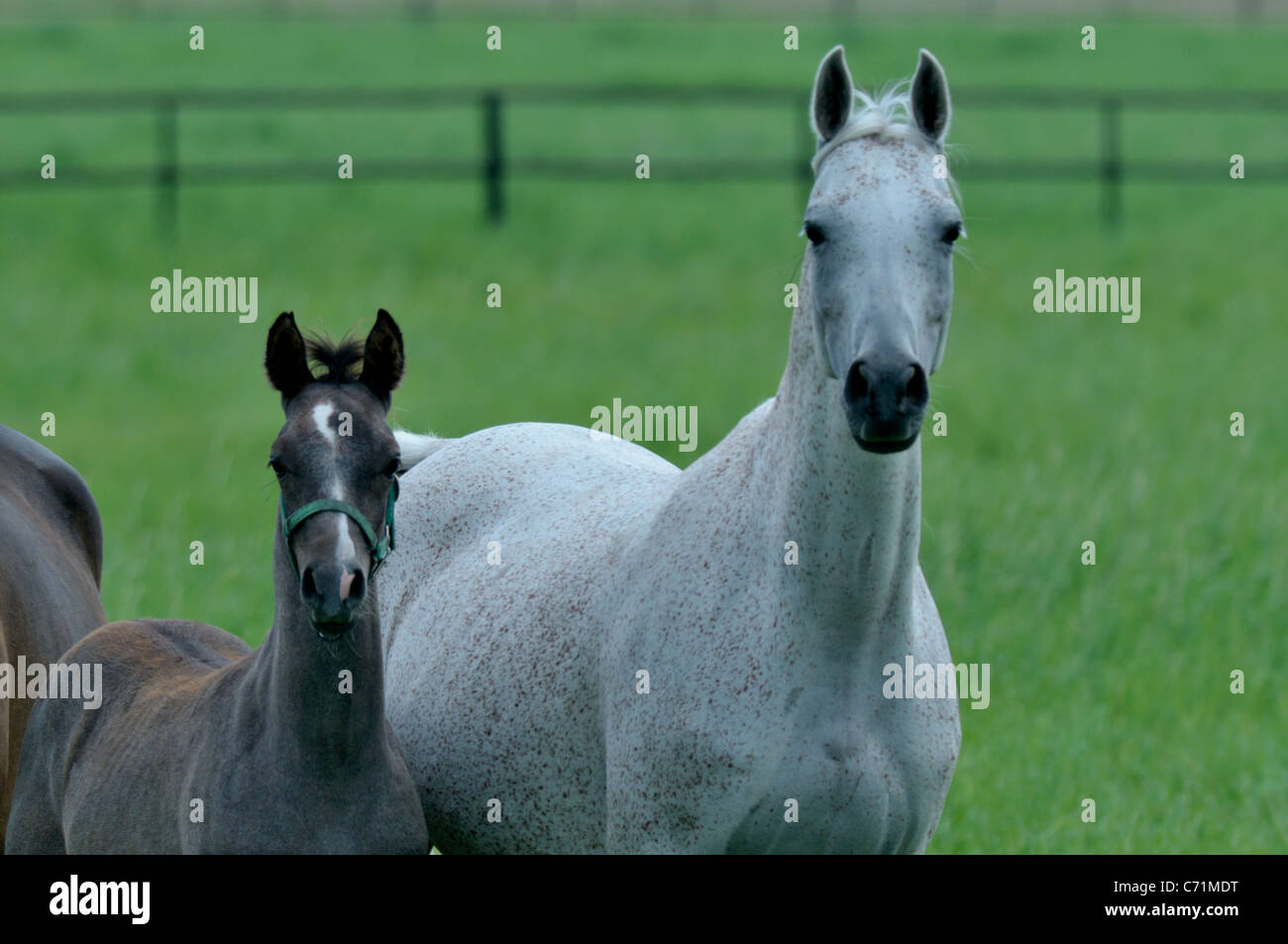 Arabian mare with filly at  the pasture at Michalow  breeding farm of Arabian horses Stock Photo